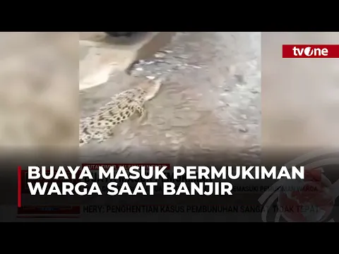 Banjir, Buaya Bermunculan di Pemukiman Warga