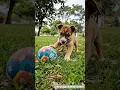 Download Lagu cute puppy video #puppy #cute #pets #funny #dog #animals #shorts