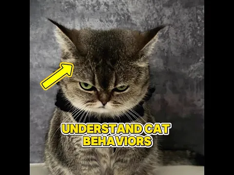 Why Cats Bite Youā¦Understanding the Truth About Cat Behavior!