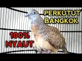 Lagu PERKUTUT BANGKOK GACOR SUARA AMPUH UNTUK PANCINGAN SEMUA PERKUTUT BANGKOK PASTI BUNYI 