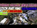 Download Lagu terapi segala jenis burung jalak auto langsung respon