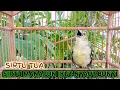 Download Lagu sirtu jantan gacor memancing lawan suara khas alam liar semua sirtu ikut nyaut bunyi