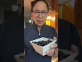 Download Lagu HIDDEN TRUTHS ABOUT BLUEBERRIES!  #eattobeatdisease #eattobeatyourdiet #drwilliamli #foodasmedicine
