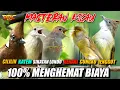 Download Lagu JENGGOT - CILILIN - KATEM -  SIKATAN LONDO - LOVE BIRD -  KENARI - CUNGKO