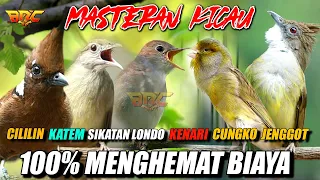 jenggot cililin katem sikatan londo love bird kenari cungko