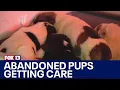 Abandoned puppies getting round-the-clock care in Olympia FOX 13 Seattle