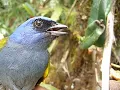 Thraupis cyanocephala