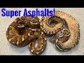 Super Asphalt Clutch Update