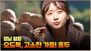 [6시 내고향 - 창원] 오도독, 고소한 가을! –경남 함양- (KBS 2026.10.23.금 방송)