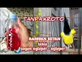 Lagu Ramuan Setan bikin sogon gacor dorrr..❗Sogon bahan jadi gacor dengan racikan ini