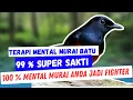 Pancingan Murai Batu Paling Sakti Jadikan Murai Lain Mental Fighter BUKTIKAN!!