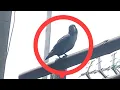 Download Lagu siang - siang ada bandangan lovebird batman