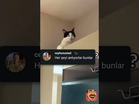 Kedi söyleneni duyar duymaz farları yaktı 😂