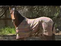 Alice 2023 registered Welsh Cob Society Filly sire Dutch Harness Horse - Atleet