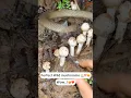 Download Lagu Perfect wild mushrooms 🐍🍄 Wow..!😍🍄⛰️