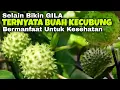 Download Lagu Inilah 7 Manfaat BUAH KECUBUNG Untuk Kesehatan Serta Efek Buruknya || SOBAT SEHAT
