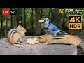 Download Lagu 🔴 24/7 LIVE: Cat TV for Cats to Watch 😺 Unpredictable Birds Chipmunks and Squirrels 4K Cat Games