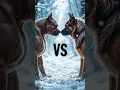 Download Lagu Pitbull vs (German Shepherd,  Rottweiler, Husky, Doberman, Alaskan Malamute) #shorts #dog