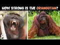 How Powerful are Orangutans