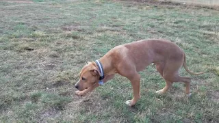 Marty - All Aboard Animal Rescue