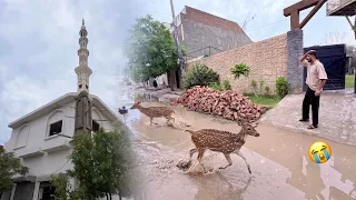                                                          دندنها