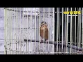 Download Lagu Burung Manyar Gacor full isian rekomendasi