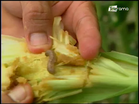 Ecuador Agropecuario 08-01-2018