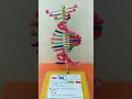 Download Lagu Science project||DNA Model||Investigatory biology project #study #boardexam #biology #neet2022