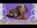 DACHSHUND BREED KNOW YOUR DACHSHUND TYPES COLORS