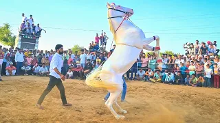 ये घोड़ा नहीं, तूफान है 🔥 | Full Entertainment | New Rajasthani Song 2026 | Priyanshu Sihag
