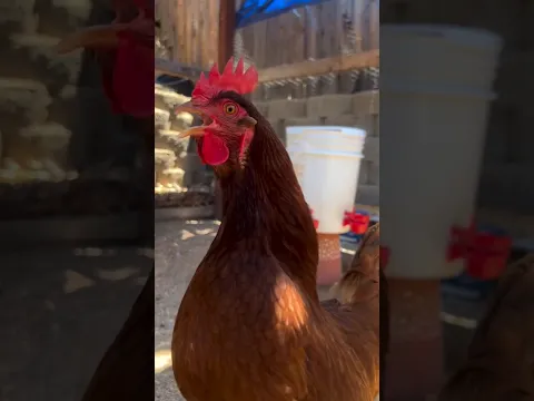 New Chicken Song (Remix) 🐔 #chikensong #chickendance