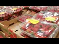 Free Money from Citi Card Costco