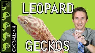 Leopard Gecko The Best Pet Reptile