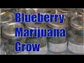 Seed to Harvest Blueberry Cannabis Dealing With Pests and Problems