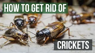 How to Get Rid of Crickets 4 Easy Steps