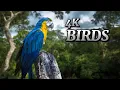 Birds of the amazon | birds of thr rainforest 