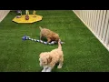 Cockapoo Puppies For Sale