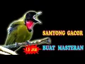Download Lagu SUARA SAMYONG GACOR FULL ISIAN