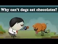Why can t dogs eat chocolates