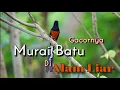 Lagu Suara Asli Murai Batu Gacor Di Alam Liar