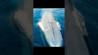الحوت الازرق اكبر كائن على وجه الارض 
