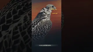 طرق خشوم دندنها