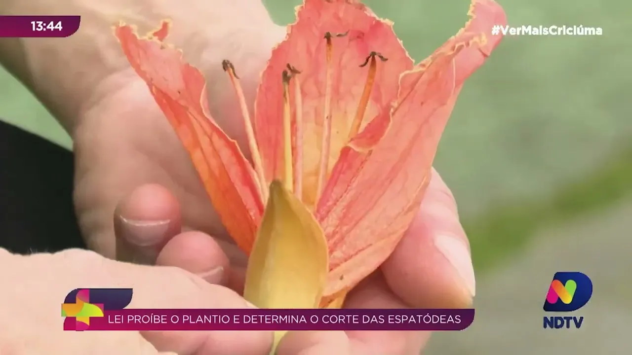 Morro da Fumaça apoia moradores no corte da árvore espatódea