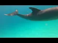 Download Lagu Diving in Diani Kenyan Coast - Dolphins, Turtles \u0026 Marine Life 2022