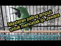 Download Lagu Masteran Ampuh 100 % Cetak cucak ijo Anda Jadi Sang Juara\