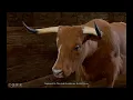 Meeting the Frightened Ox