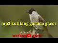 Download Lagu suara kutilang gacor || mp3 kutilang garuda