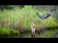 What I Notice - Episode 9 Morning Light in Bethany Beach DE
