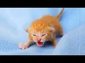 Download Lagu Anak Kucing Baru Lahir Mengeong 😍 Anak Kucing Mengeong MEONG MEONG