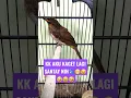 Download Lagu BURUNG CUCAK WILIS 🐦.#shorts #bubupatiand #BTS #subscribe #feedshorts #fyp #viral #trending